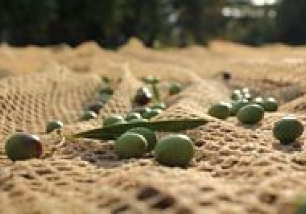 Cultural Roots Tourism 2024,  Olive Oil Festival, Panicale